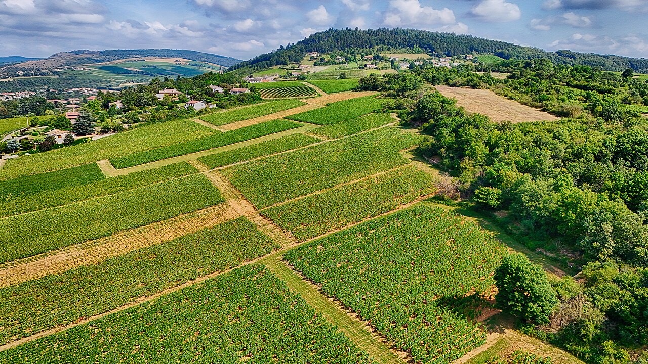 Rows of vines across a hillside